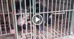 “Il mio cane Pooch è scomparso e per ritrovarlo ho girato tutto il paese. Sono entrato nel mattatoio e sono rimasto scioccato dallo spettacolo sconvolgente che si era aperto davanti ai miei occhi. Sapevo che dovevo usare la mia ricchezza per cambiare le cose”