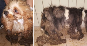 Sono stati messi in una cartone e gettati in una discarica. Erano così aggrovigliati nel loro pelo che non si capiva che animali fossero…