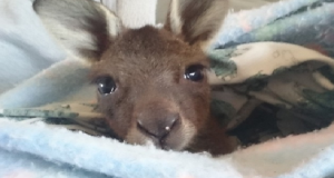 Baby canguro portato via dai cacciatori come trofeo, dopo che hanno sparato alla mamma davanti ai suoi occhi…Ecco la storia del piccolo Jax