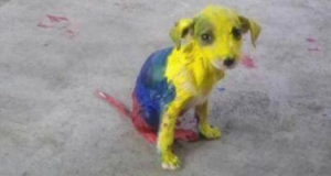 Un ragazzo ha dipinto un povero cucciolo dalla testa alle zampe con della vernice tossica. Il motivo è davvero assurdo!