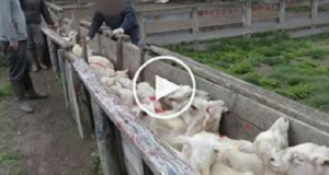 Inchiesta shock: il terrore nascosto dietro la lana. Visto questo video non acquisterete più accessori di lana.