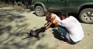 Cagnolina randagia si butta a terra e piange di felicità quando capisce che finalmente qualcuno è venuto a salvarla…