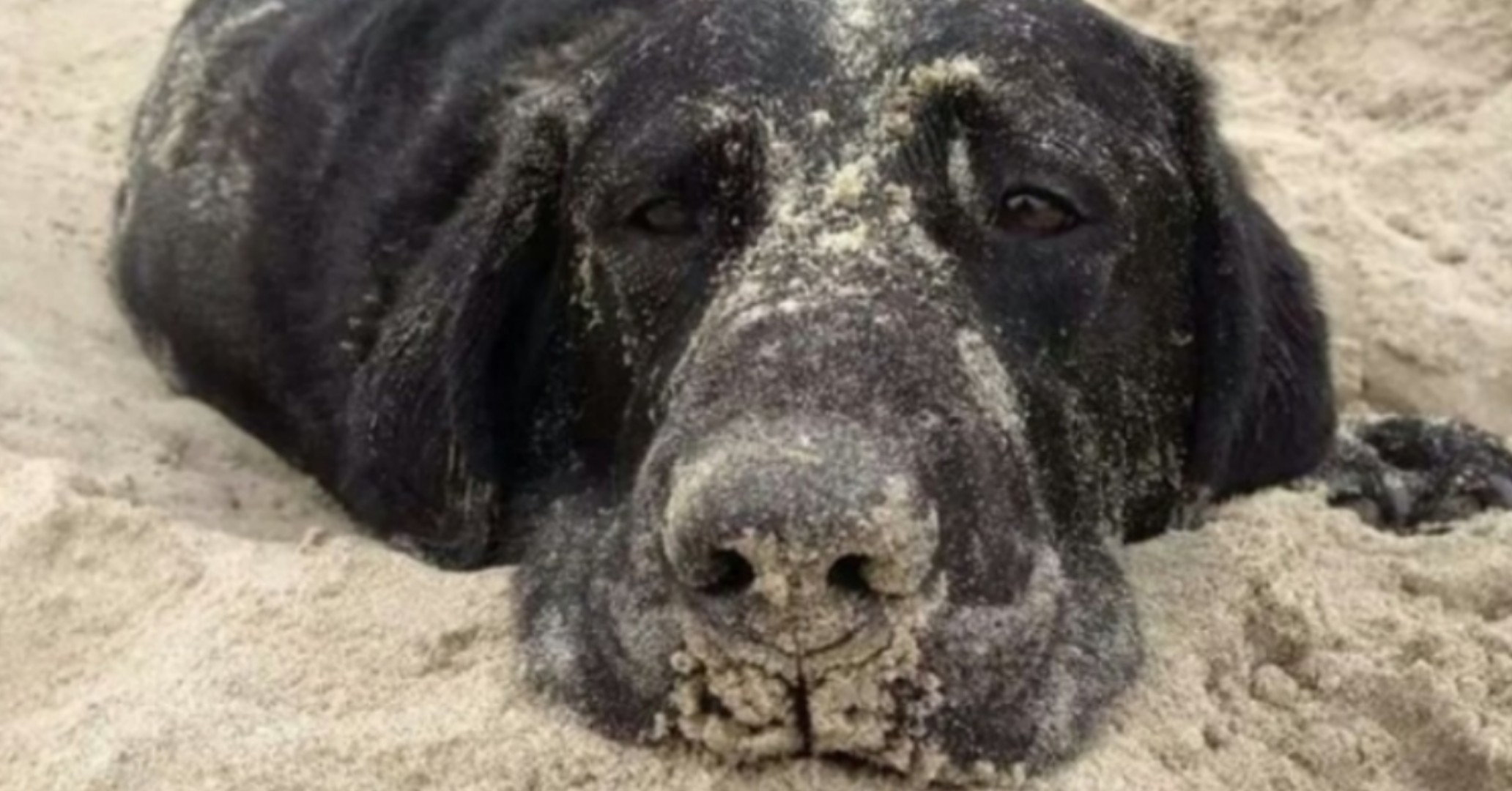 Una donna si rifiuta di entrare in acqua perché infastidita dalla presenza del cane. Quello che l’animale fa mezz’ora dopo lascia tutti a bocca aperta