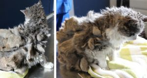 Una donna soccorre un animale misterioso, poi scopre che sotto tutto quel pelo infangato e arruffato c’è una gatta unica e meravigliosa.