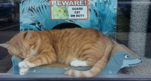 Il titolare di un negozio salva il gatto Andy dal braccio della morte all’ultimo minuto, lui gli restituisce il favore in un modo particolare…