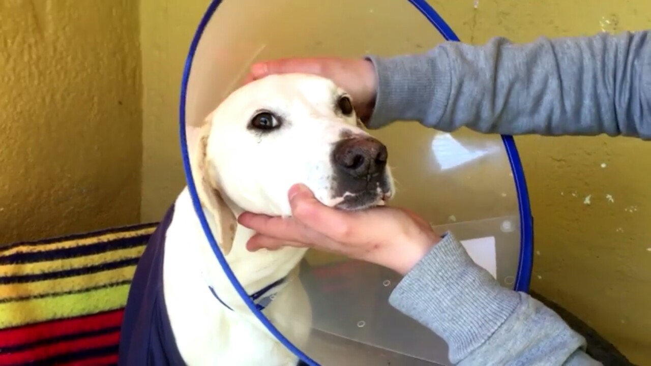 30 Cani Con Le Loro Adorabili Versioni “Mini-Me”