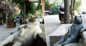 Il randagio Tombili lascia tutta istanbul in lutto: i residenti erigono una statua sul suo posto preferito.