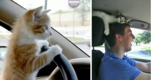 Chi l’ha detto che i gatti non sopportano di stare in auto? Guardate queste 21 immagini che non vi faranno smettere di ridere.