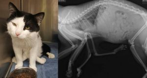 Nato con 6 zampe e un rene in più, Pauly è stata definita un mostro, uno scherzo della natura. La sua vita dipende dai prossimi tre interventi a cui…