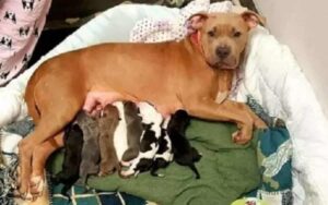 Pocahontas adotta i cuccioli appena nati della sua amica deceduta