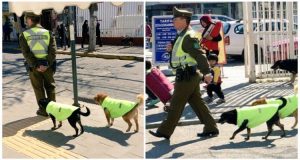 La polizia adotta cani randagi che hanno il compito di accompagnare gli agenti per la città durante le ore di lavoro. Un bella iniziativa che potrebbe essere di esempio per molte città