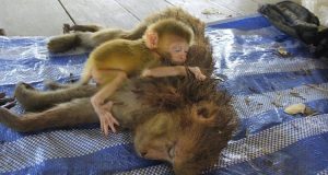 Questo bebè cerca il conforto delle braccia della mamma, ma ancora non sa che è l’ultima volta che potrà starle accanto