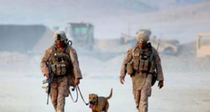 Nuova legge assicura che i cani militari non verranno mai più lasciati indietro e avranno la possibilità di essere adottati dai loro partner.