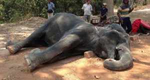 Collassa a terra dopo aver trasportato centinaia di turisti sotto il sole cocente, il veterinario dice che il cuore non ha retto lo sforzo. Firmate la petizione per fermare lo sfruttamento degli elefanti.