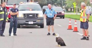 Poliziotti bloccano il traffico, un’aquila calva è in mezzo alla strada incapace di prendere il volo….