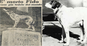 Anche in Italia abbiamo un “Hachiko”, il suo nome è Fido e per 14 anni ha continuato ad aspettare il suo umano alla fermata dell’autobus…
