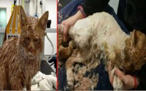 Gatto crudelmente ricoperto di cemento viene salvato