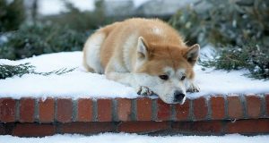 Perché i cani sono così fedeli verso gli esseri umani? Che cosa rende il nostro rapporto con loro così unico? Ecco le risposte di studi ed esperti…