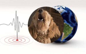 Gli animali sono in grado di prevedere un terremoto? (VIDEO)