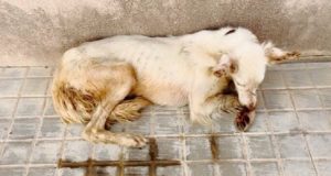 “Ho provato ad incitarla a venire verso di me offrendogli del cibo, ma non c’era niente da fare. Allora mi sono avvicinata io ma quando ho capito perché non si muoveva sono scoppiata in lacrime…”
