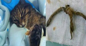 “Il medico ha aperto stomaco e intestino per salvarla! Non credo all’incidente, è stata una trappola!”