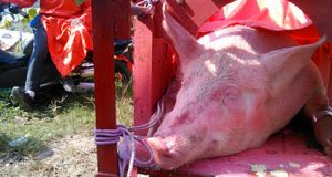 Questa barbara tradizione così come altre che prevedono crudeltà verso gli animali, deve finire. “Animal Asia” chiede il nostro aiuto, firmate la petizione e condividete.