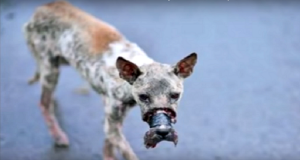 Lo trovarono con il muso legato strettissimo che vagava per le strade. Non mangiava e non beveva da molto…La sua foto fece il giro del web. Ecco che fine ha fatto questo cane.