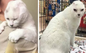 Gattino Otitis senza le orecchie aveva un dono speciale, ha salvato la sua mamma umana