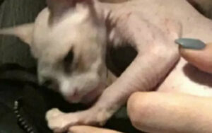 Donna scopre che il suo gatto senza peli Sphynx  da $ 700 è in realtà un gatto normale che è stato rasato