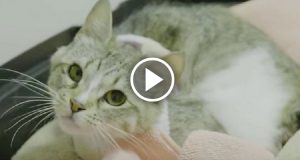 Portano una gatta in clinica ma nessuno era preparato a sentire ciò che aveva trovato il veterinario dentro di lei:”Non avevo mai visto una radiografia del genere, questa gatta non dovrebbe neanche essere viva…”
