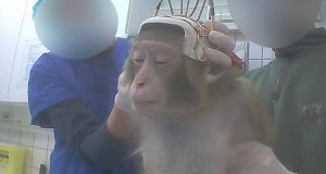 I primati soffrono come gli esseri umani. David Attenborough insieme ad alcuni scienziati, dicono basta alla sperimentazione neurologica sui primati.