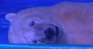 Mezza vittoria per “l’orso polare più triste del mondo” che vive da anni in un centro commerciale. Le manifestazioni e le petizioni cominciano a fare effetto”