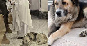“Ad ogni messa quel cane si presentava in chiesa. Il nostro parroco dice che è una creatura di Dio e lo lascia restare, ma quel cane sembra così triste e afflitto. Ho chiesto di lui, perché veniva in chiesa, perché era così triste. La risposta mi ha lasciata in lacrime”