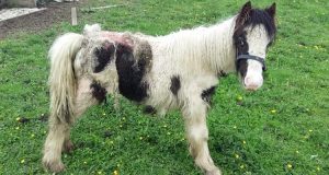 “Stavo guidando lungo un campo quando ho visto il piccolo pony malridotto e solo. Mi sono avvicinata e sono rimasta sconcertata da ciò che il povero animale aveva su tutto il corpo…”