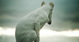 “Ghost mi ha insegnato cos’è l’amore. Se n’è andato in punta di piedi e mi ha lasciato la cosa più bella che aveva: la sua anima”