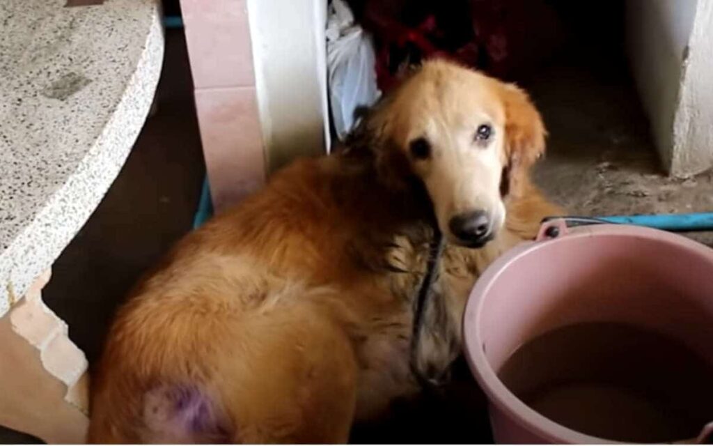 Cagnolina piena di zecche e ferita ,la facevano partorire e vendevano i cuccioli.