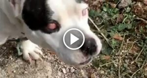 “I miei cani corsero da me spaventati, avevano trovato un cane legato. Aveva gli occhi rossi e sembrava aggressivo. Poi ho capito che era cieco e spaventato e lo avevano lasciato lì a morire. Bebe aveva solo bisogno di sentirsi al sicuro”