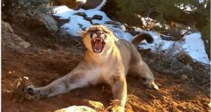 “Non aveva mai lasciato il posto in cui l’hai abbandonato, proprio come si addice ad un buon cane. E’ rimasto nel luogo in cui ha visto per l’ultima volta la persona che ama di più al mondo. Ha pensato che saresti tornato indietro.” Chi ha trovato questo cane ha inflitto una punizione agghiacciante alla bestia che l’ha abbandonato. Come si addice ad un vero amante degli animali!