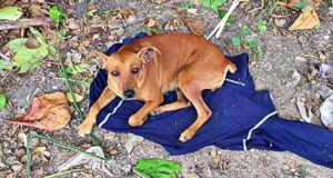 “Il cane del mio vicino ha iniziato ad abbaiare come se qualcuno lo stesse torturando, così sono uscito fuori. Un incendio aveva avvolto la casa, lui doveva essere dentro. Mi sono avvicinato, la porta era chiusa, ho guardato attraverso la finestra e non sono riuscito a credere a quello che ho visto!”