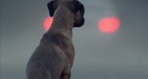 Un giovane che ha perso i genitori e la fidanzata sotto le macerie di Amatrice implora i soccorritori: “Salvate almeno il mio cane”