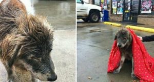 “Questa mattina mi sono imbattuta in una palla di pelo arruffato. Quando mi sono avvicinata ho visto che aveva una brutta ferita. Io non so da dove venisse, ma di certo non ne aveva passate delle belle. Ho cercato di metterle il guinzaglio ma ho dovuto chiamare i rinforzi”