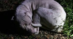 “È solo un cane”, ci hanno detto… “ci sono persone da salvare”. Ma quel cane era di un bambino che aveva perso tutta la famiglia