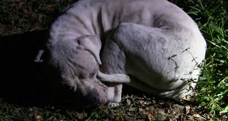 “È solo un cane”, ci hanno detto… “ci sono persone da salvare”. Ma quel cane era di un bambino che aveva perso tutta la famiglia