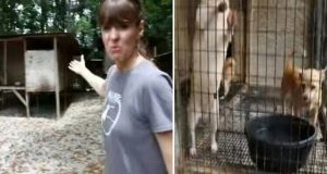“Abbiamo sentito di questo allevamento abusivo di cuccioli, così ci siamo recati sul posto, mai immaginando cosa ci saremmo trovati davanti”