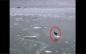 Cane bloccato su una lastra di ghiaccio temperature a -24c. Quello che fanno per salvare l’animale, è da veri eroi.