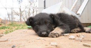 “Non voleva entrare nella macchina!” Questo è il motivo assurdo per cui un uomo decide di legare e trascinare il suo cane dietro al SUV