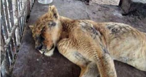 La leonessa era stata sfruttata da un circo per 20 anni. E’ stata trovata disidratata, ferita e denutrita. Lei pesava appena 40 chili su 160 che doveva pesarne. Ecco la storia di Morelia.