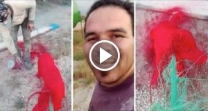 La ragazza vede per sbaglio il video del suo ragazzo mentre si diverte a verniciare un randagio. La fidanzata lo fa arrestare e pubblica il video sul web.