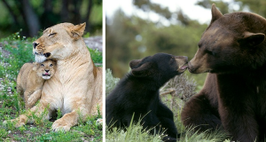 Il loro habitat sta scomparendo e i cervi mulo sono diminuiti. Ma la commissione non incolpa l’uomo, bensì puma e orsi che verranno cacciati e uccisi con trappole a scapito dei cuccioli. Fermiamo questo schifo. FIRMATE la PETIZIONE e condividete.