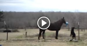 Il cane vuole la palla ma il cavallo non gliela vuole dare. Quello che avviene subito dopo scalderà anche il cuore più duro.